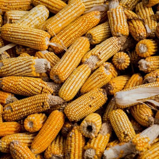 Corn: The Nutritious and Healthy grain